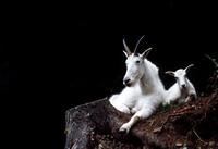 Mountain Goat & Kid