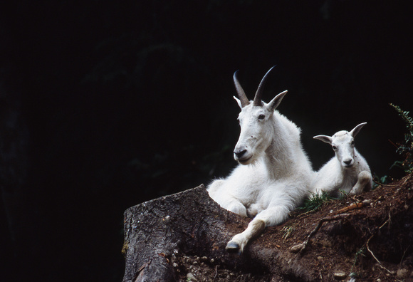 Mountain Goat & Kid