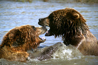 Alaska Brown Bears