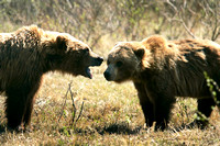 Alaska Brown Bears